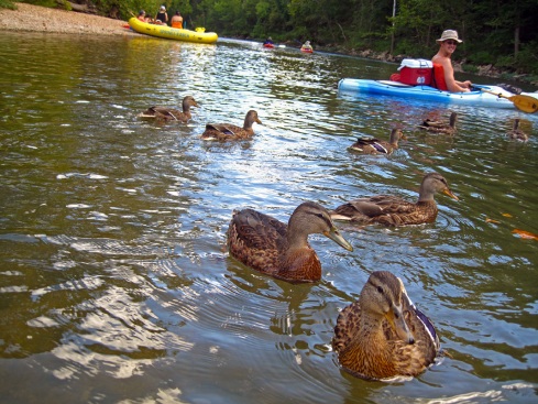 ducks, meramec river