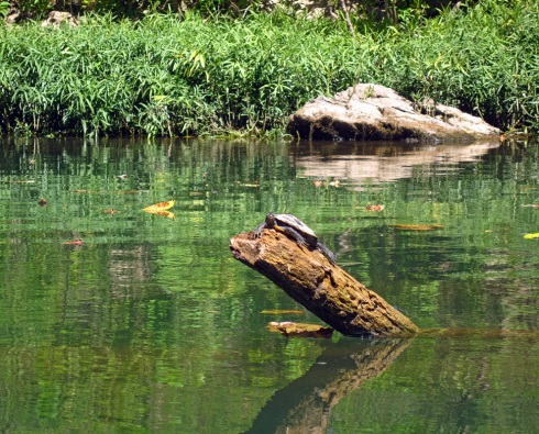 meramec river turtle