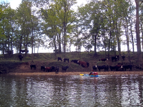 Cows on the river